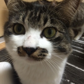 猫を保護しました