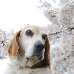 保護犬ビーグル