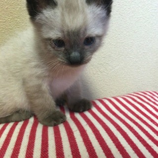 子猫 生後1ヶ月 シャムのミックス