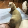 新八