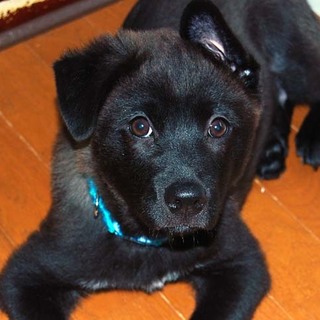 ちょっとシャイな甘えん坊　小熊みたいなきんたくん