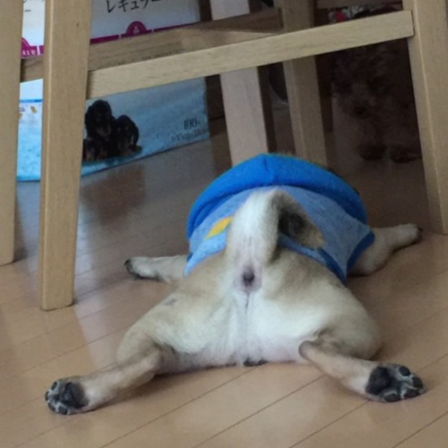 おじゃきんたんのカバー写真