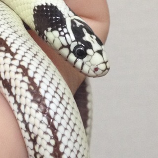 カリキン里親募集