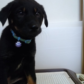 2月20日頃生まれのテンテン君