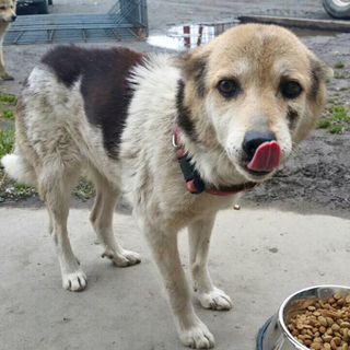 人大好きなマロンに初めての家族を与えたい