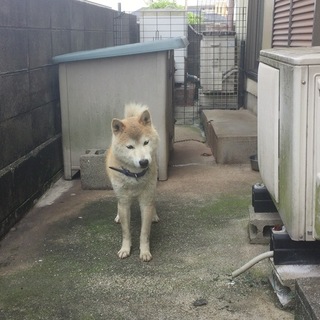 里親募集