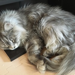 薬を貰いに行ってきます