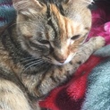 飼い主が大好きニャンコ(ΦωΦ)