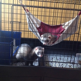 パスバレー生後4か月♂♀2匹一緒にお願いします