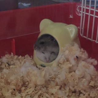 ジャンガリアンハムスター 里親募集