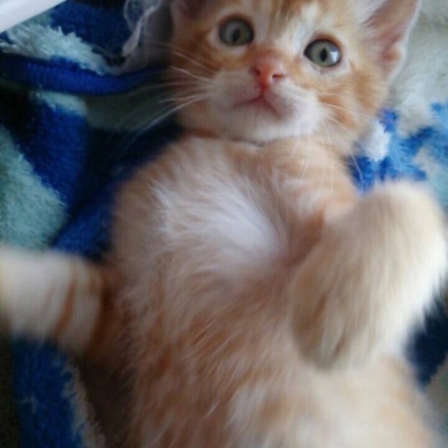catcatcatのカバー写真