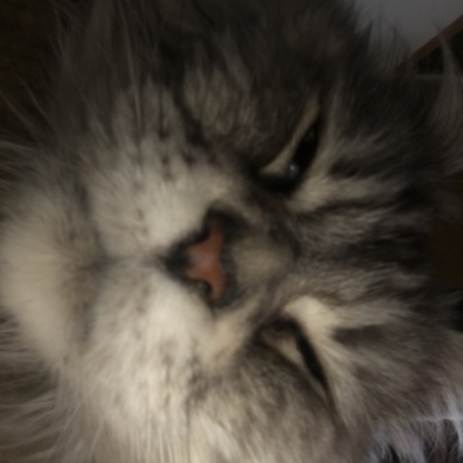 ゆめ子のカバー写真