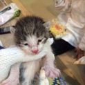 子猫の里親さん探しています