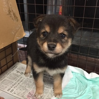 応募者多数のため一時停止☆黒柴っぽい女の子♡