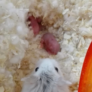 ロボロフスキーハムスター９匹生まれました！