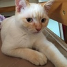 シー