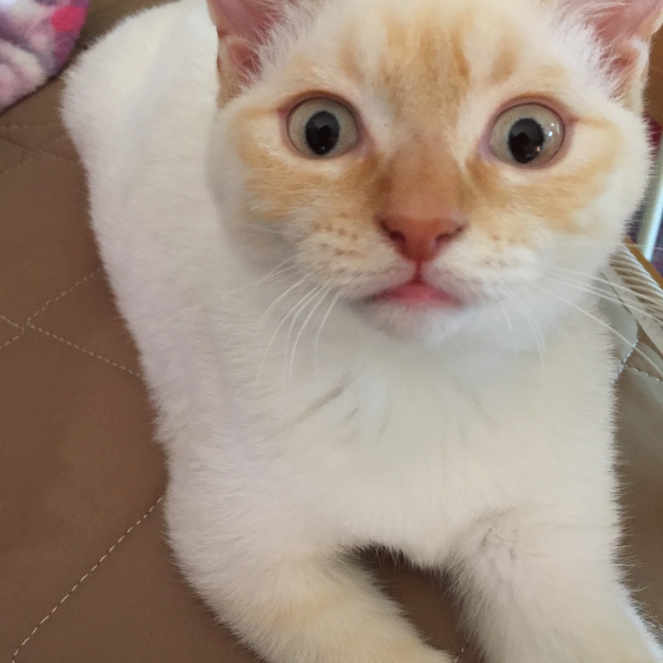 シーのカバー写真