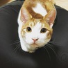 の写真