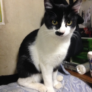 白黒のネコです