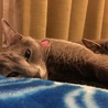 ぎんなっここ