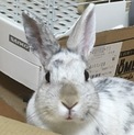 一時募集停止します