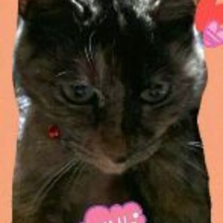 人にはベタなれ錆びっ子「さき」ちゃん