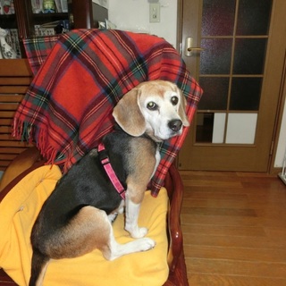 家族を亡くしたビーグル犬パプちゃん　　