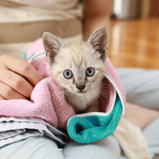 シャムMixの子猫ちゃんの里親募集！