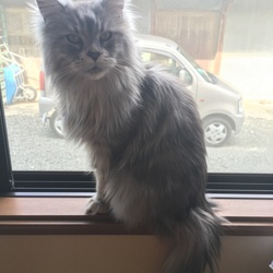 ルナちゃんは窓辺のこまちエンジェル