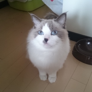 ひとなっこいラグドール