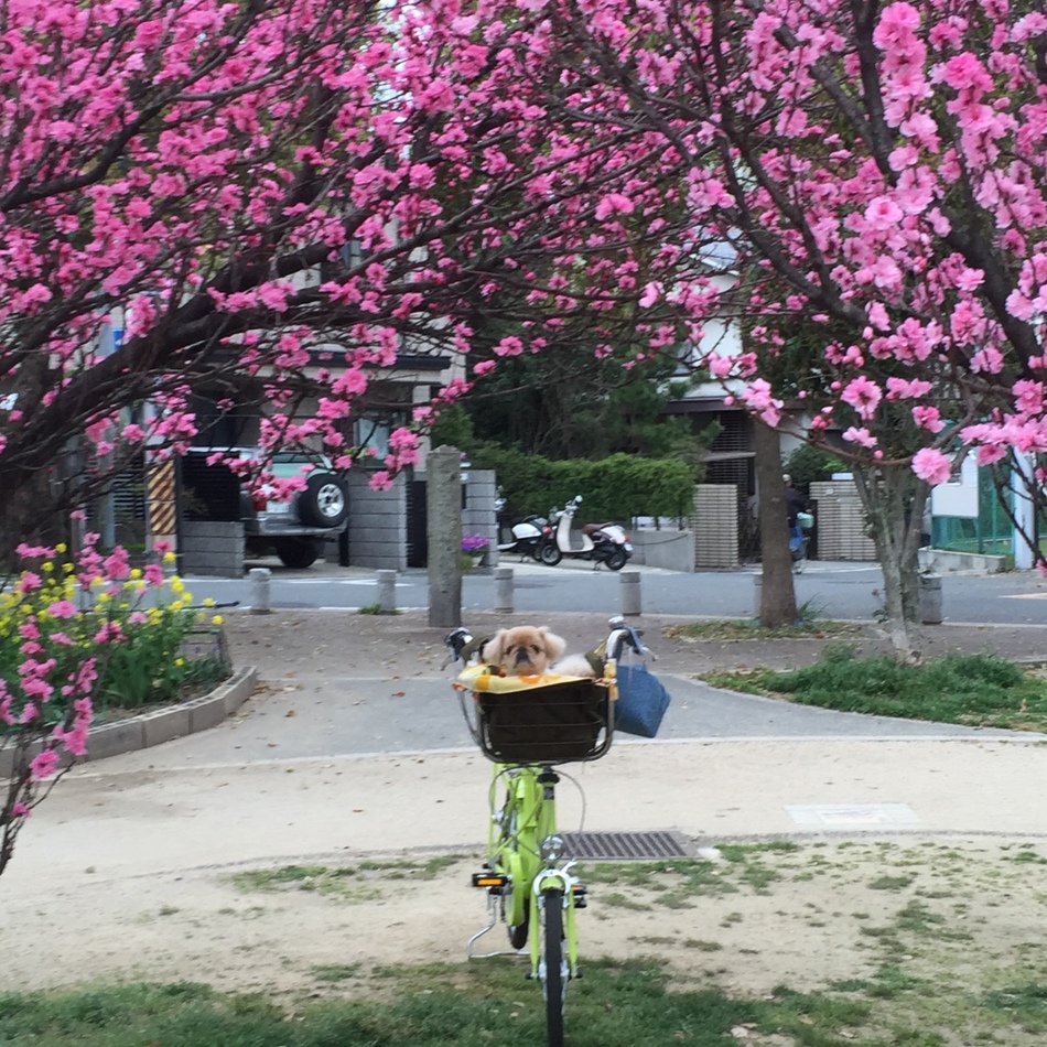 ぷぅちゃんのカバー写真