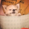の写真