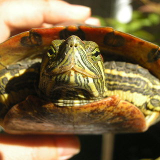 本当にありがとうございます。