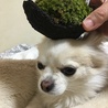 盆栽の抹茶と一緒に記念撮影。抹茶みるく♡