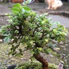 盆栽の抹茶とみるくのツーショット