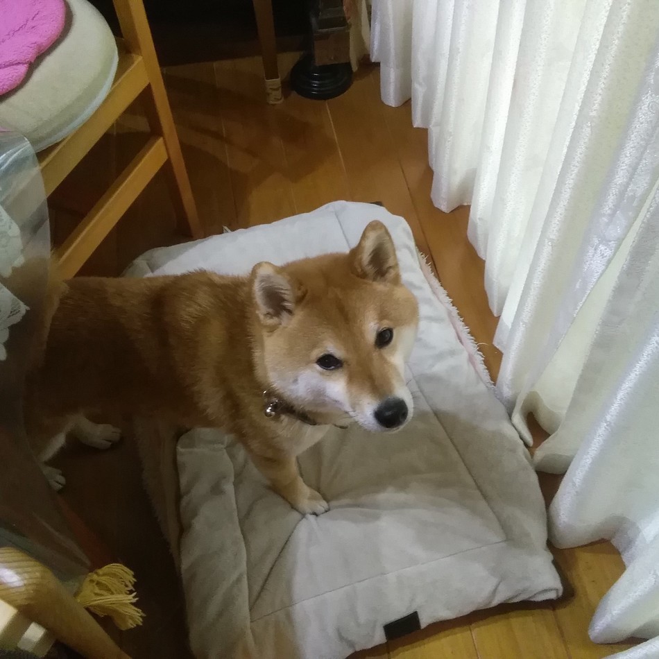 チョコのカバー写真