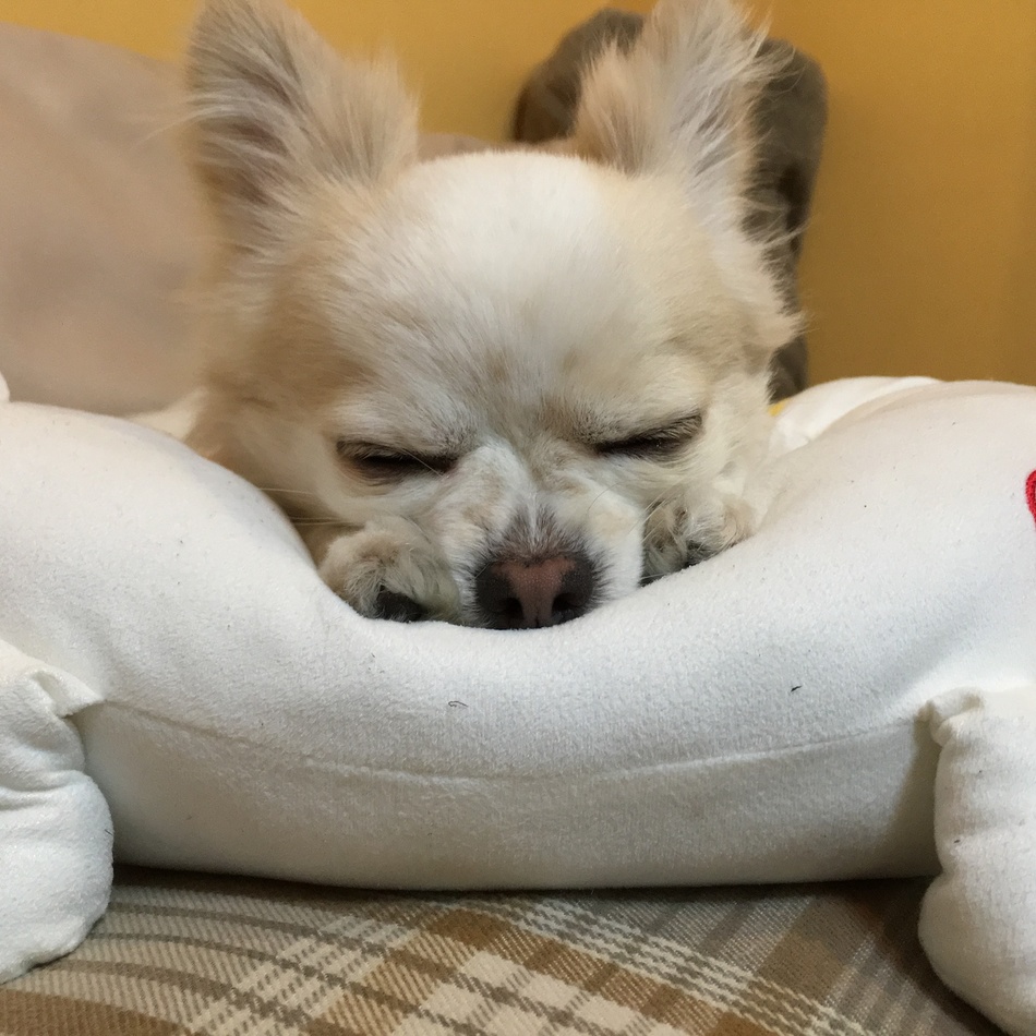 みるくのカバー写真