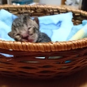 キジトラの赤ちゃん。生後およそ2週間