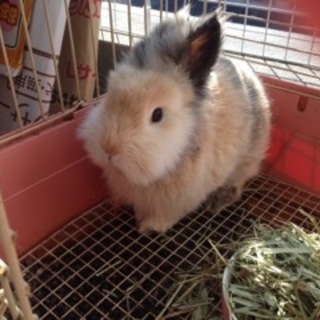 ライオンラビットよりの女のこ！