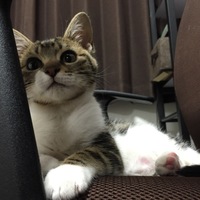 エル