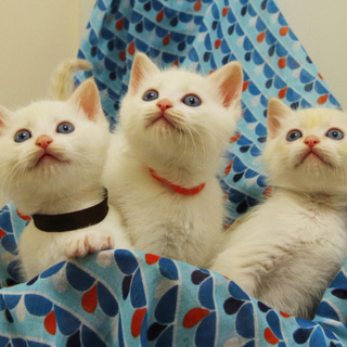 ふわふわ白い子猫♂ 　里親様決定しました