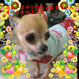 スムースチワワのメルモちゃんは1.8キロ女の子です
