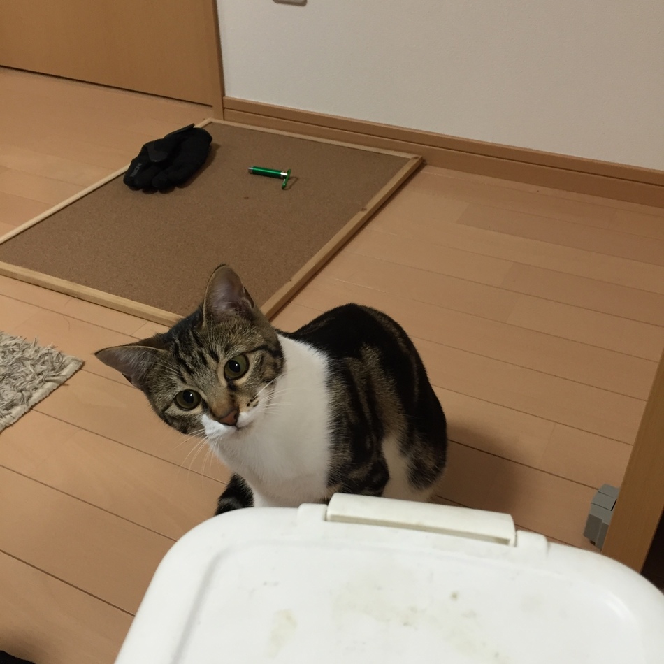 エルのカバー写真