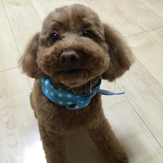 トイプードル里親募集しております