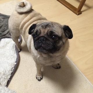 里親募集です！