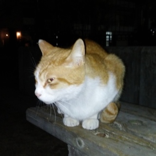 茶白の猫ちゃん里親決定！