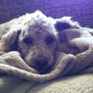 トイプードル3才位陽気な甘えんぼライリー君