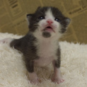 2016.4.6生まれの小さな子猫4匹です。