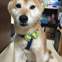 もも