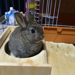 子うさぎの里親さん探してます！